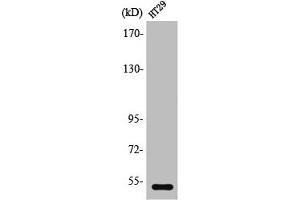 Western Blot analysis of HeLa cells using SR-2B Polyclonal Antibody (Serotonin Receptor 2B 抗体  (N-Term))