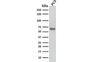 Western Blotting (WB) image for anti-SRY (Sex Determining Region Y)-Box 9 (SOX9) (AA 393-508) antibody (ABIN6940619)