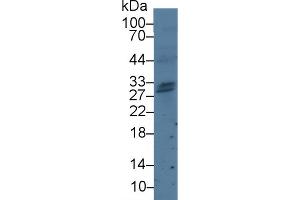 Western Blot; Sample: Human Jurkat(7u) cell lysate; Primary Ab: 5µg/ml Rabbit Anti-Human GZMH Antibody Second Ab: 0.