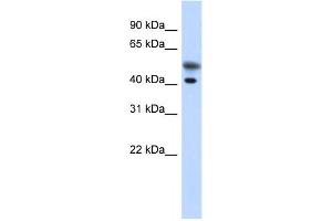 Western Blotting (WB) image for anti-Tropomodulin 2 (TMOD2) antibody (ABIN2459848) (TMOD2 抗体)