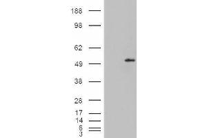 HEK293 overexpressing Dudulin4 (ABIN5365377) and probed with ABIN334498 (mock transfection in first lane). (STEAP4 抗体  (C-Term))