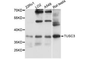 Western blot analysis of extracts of various cell lines, using TUSC3 antibody (ABIN6293392) at 1:3000 dilution. (TUSC3 抗体)