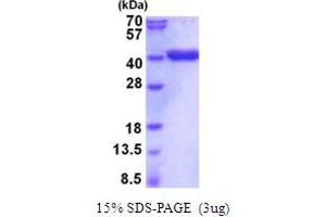 SDS-PAGE (SDS) image for Glyceraldehyde-3-Phosphate Dehydrogenase (GAPDH) (AA 1-333) protein (His tag) (ABIN5854106) (GAPDH Protein (AA 1-333) (His tag))