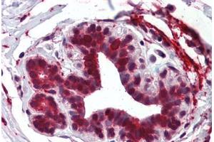 Anti-ELOVL5 antibody  ABIN960768 IHC staining of human breast. (ELOVL5 抗体  (Internal Region))