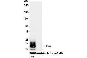 Western Blotting (WB) image for anti-Interleukin 5 (IL5) (AA 20-134) antibody (ABIN7795773) (Recombinant IL-5 抗体  (AA 20-134))