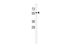 CC85C Antibody (N-term) (ABIN654469 and ABIN2844203) western blot analysis in 293 cell line lysates (35 μg/lane). (CCDC85C 抗体  (N-Term))
