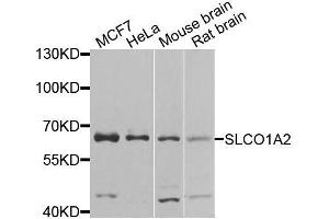 Western blot analysis of extracts of various cell lines, using SLCO1A2 antibody. (SLCO1A2 抗体  (AA 606-670))