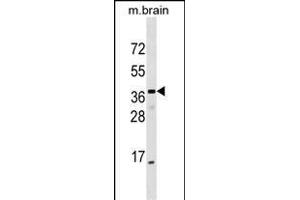 ELMOD1 Antibody (Center) (ABIN1537735 and ABIN2849527) western blot analysis in mouse brain tissue lysates (35 μg/lane). (ELMOD1 抗体  (AA 106-135))