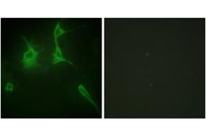 Immunofluorescence (IF) image for anti-Collagen, Type IX, alpha 3 (COL9A3) (AA 321-370) antibody (ABIN2889920) (COL9A3 抗体  (AA 321-370))