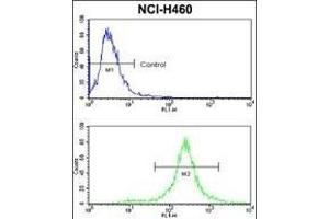 Flow Cytometry (FACS) image for anti-Mast/stem Cell Growth Factor Receptor (KIT) (AA 106-135), (N-Term) antibody (ABIN392010)