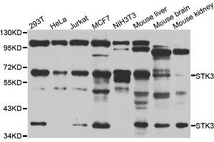 Western blot analysis of extracts of various cell lines, using STK3 antibody (ABIN5974206) at 1/1000 dilution. (STK3 抗体)