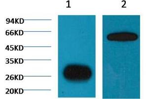 1) Input: Hela Cell Lysate 2) IP product: IP dilute 1:200 (GFP 抗体)