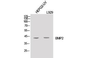 Western Blot analysis of HepG2-UV, L929 cells using BMP2 Polyclonal Antibody at dilution of 1:1000. (BMP2 抗体)