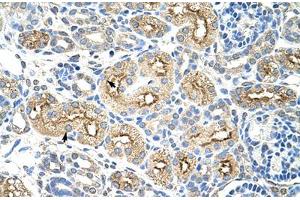 Immunohistochemical staining (Formalin-fixed paraffin-embedded sections) of human kidney with MIF4GD polyclonal antibody . (MIF4GD 抗体  (AA 207-256))