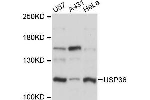 Western blot analysis of extracts of various cell lines, using USP36 antibody (ABIN6291039) at 1:3000 dilution. (USP36 抗体)