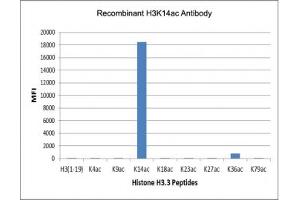 The recombinant H3K14ac antibody specifically reacts to Histone H3 acetylated at Lysine 14 (K14ac). (Recombinant Histone 3 抗体  (acLys14))