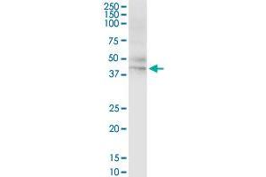 Western Blotting (WB) image for anti-Major Histocompatibility Complex, Class I, A (HLA-A) (AA 1-365) antibody (ABIN516463)