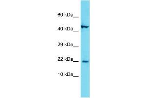 Host: Rabbit Target Name: C1orf192 Sample Type: MCF7 Whole Cell lysates Antibody Dilution: 1. (CFAP126 抗体  (C-Term))