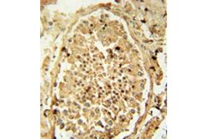 Immunohistochemistry analysis in formalin fixed and paraffin embedded human testis tissue reacted with PDHA2 Antibody (Center) followed by peroxidase conjugation of the secondary antibody and DAB staining. (PDHA2 抗体  (Middle Region))