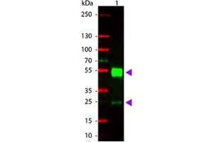 Image no. 1 for Goat anti-Mouse IgG (Whole Molecule) antibody (Rhodamine) (ABIN300667) (山羊 anti-小鼠 IgG (Whole Molecule) Antibody (Rhodamine))