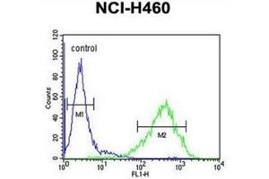 Flow cytometric analysis of NCI-H460 cells using RAB3IL1 Antibody (C-term) Cat. (RAB3IL1 抗体  (C-Term))