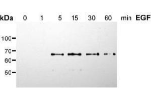 Western Blotting (WB) image for anti-SHC (Src Homology 2 Domain Containing) Transforming Protein 1 (SHC1) (pSer36) antibody (ABIN126891) (SHC1 抗体  (pSer36))