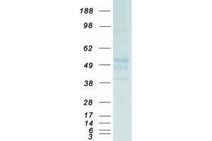 Western Blotting (WB) image for Tubulin, alpha 1B (TUBA1B) protein (Myc-DYKDDDDK Tag) (ABIN2714589)