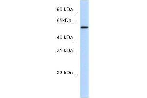 WB Suggested Anti-NKX1-1 Antibody Titration:  1. (NKX1-1 抗体  (Middle Region))