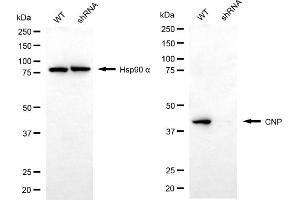 anti-2',3'-Cyclic Nucleotide 3' phosphodiesterase (CNP) antibody