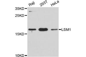Western blot analysis of extracts of various cell lines, using LSM1 antibody (ABIN6293056) at 1:3000 dilution. (LSM1 抗体)