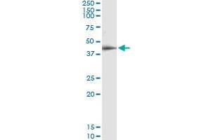 Immunoprecipitation of RPAP3 transfected lysate using anti-RPAP3 MaxPab rabbit polyclonal antibody and Protein A Magnetic Bead , and immunoblotted with RPAP3 purified MaxPab mouse polyclonal antibody (B01P) . (RPAP3 抗体  (AA 1-631))