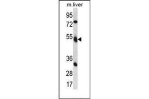 Western blot analysis of Fukutin Antibody (Center) in mouse liver tissue lysates (35ug/lane). (Fukutin 抗体  (Middle Region))