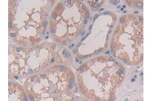 DAB staining on IHC-P; Samples: Human Kidney Tissue (IL28A 抗体  (AA 26-200))