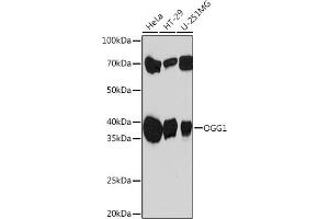 Western blot analysis of extracts of various cell lines, using OGG1 Rabbit mAb (ABIN7265349) at 1:1000 dilution. (OGG1 抗体)