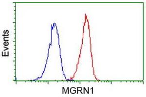 Image no. 2 for anti-Mahogunin, Ring Finger 1 (MGRN1) antibody (ABIN1499460) (Mahogunin RING Finger Protein 1 抗体)