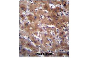 RASSF10 Antibody (Center) (ABIN656377 and ABIN2845672) immunohistochemistry analysis in formalin fixed and paraffin embedded human liver tissue followed by peroxidase conjugation of the secondary antibody and DAB staining. (RASSF10 抗体  (AA 230-259))