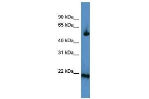 OPA3 antibody used at 0. (OPA3 抗体  (C-Term))