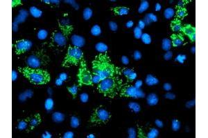 Anti-AK4 mouse monoclonal antibody (ABIN2454652) immunofluorescent staining of COS7 cells transiently transfected by pCMV6-ENTRY AK4 (RC220572). (AK4 抗体)