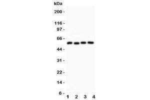 Western Blotting (WB) image for anti-Cyclin B1 (CCNB1) (AA 1-433) antibody (ABIN3030583)