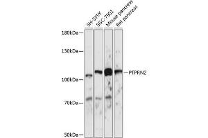 Western blot analysis of extracts of various cell lines, using PTPRN2 antibody (ABIN7269710) at 1:1000 dilution. (PTPRN2 抗体  (AA 22-242))