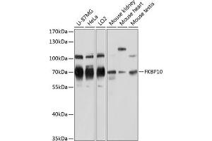 Western blot analysis of extracts of various cell lines, using FKBP10 antibody  at 1:3000 dilution. (FKBP10 抗体  (AA 303-582))