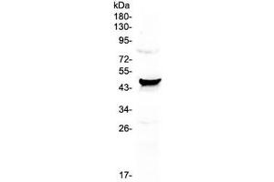 Western blot testing of human HeLa cell lysate with CCN3 antibody at 0. (NOV 抗体  (AA 334-357))