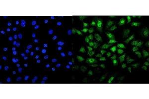 IF analysis of Mesp2 using anti-Mesp2 antibody (ABIN7599353). (Mesp2 抗体  (AA 1-397))