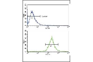 Flow cytometric analysis of WiDr cells using BR1A Antibody (N-term) (bottom histogram) coared to a negative control cell (top histogram).