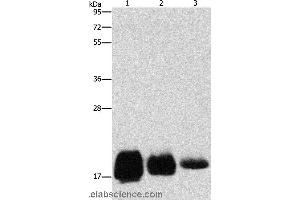 Western blot analysis of Huvec, hela and SKOV3 cell, using CD59 Polyclonal Antibody at dilution of 1:500 (CD59 抗体)