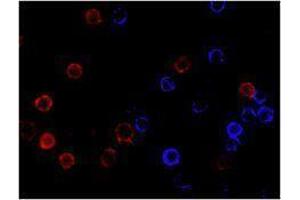 Immunofluorescence (IF) image for anti-CD19 Molecule (CD19) antibody (Alexa Fluor 647) (ABIN2657657) (CD19 抗体  (Alexa Fluor 647))