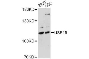 Western blot analysis of extracts of various cell lines, using USP15 antibody (ABIN5975428) at 1/1000 dilution. (USP15 抗体)