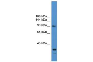 WB Suggested Anti-USP13 Antibody Titration: 0. (USP13 抗体  (N-Term))