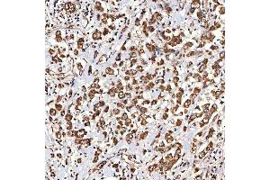 IHC analysis of NLRX1 using anti-NLRX1 antibody (ABIN7602716).