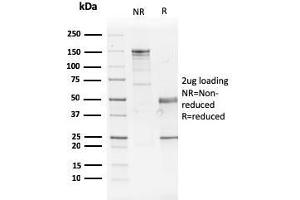 SDS-PAGE Analysis Purified GATA-3 Mouse Monoclonal Antibody (GATA3/2442). (GATA3 抗体  (AA 357-436))
